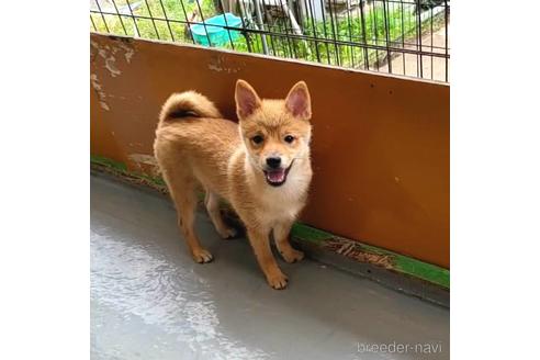 成約済の茨城県のミックス犬-186236の7枚目