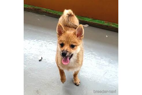 成約済の茨城県のミックス犬-186237の10枚目