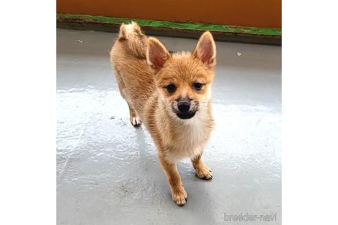 成約済の茨城県のミックス犬-186237の8枚目