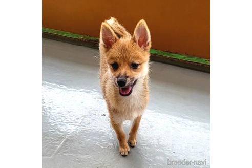 成約済の茨城県のミックス犬-186237の6枚目