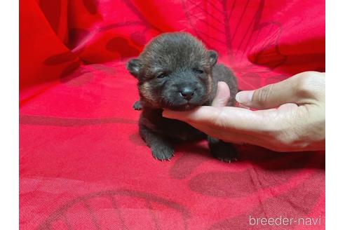 成約済の奈良県の豆柴-201677の5枚目