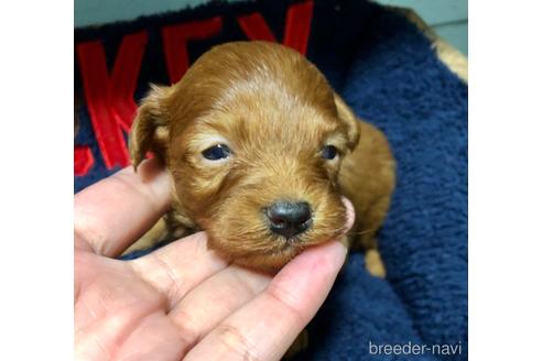 成約済の岡山県のミックス犬-200811の10枚目