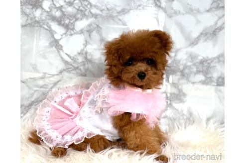 成約済の福岡県のティーカッププードル-195694の8枚目