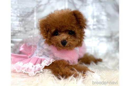 成約済の福岡県のティーカッププードル-195694の7枚目