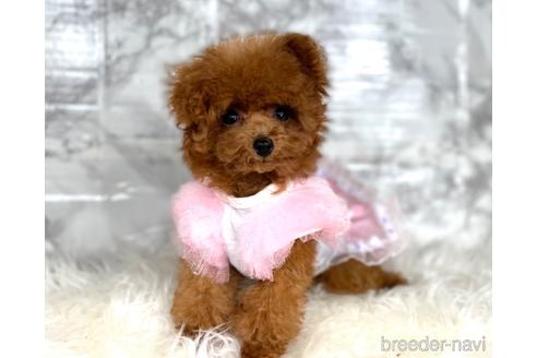 成約済の福岡県のティーカッププードル-195694の6枚目