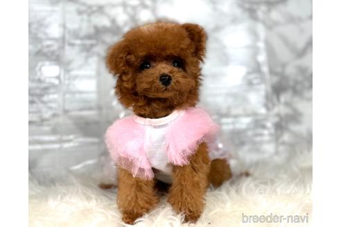 成約済の福岡県のティーカッププードル-195694の5枚目