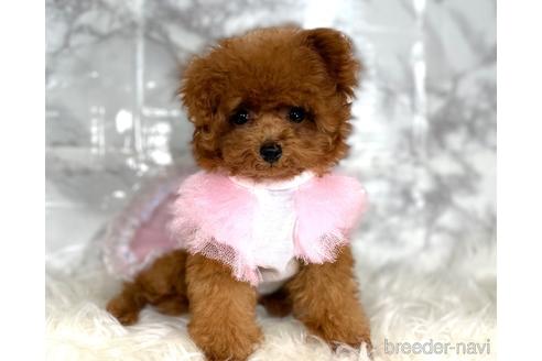 成約済の福岡県のティーカッププードル-195694の3枚目