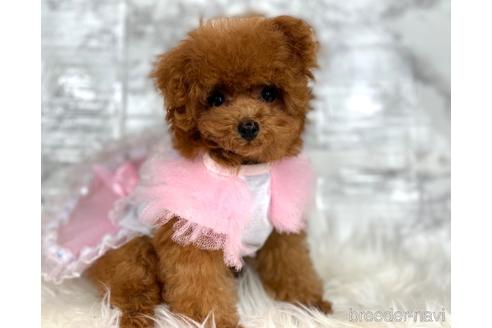 成約済の福岡県のティーカッププードル-195694の2枚目