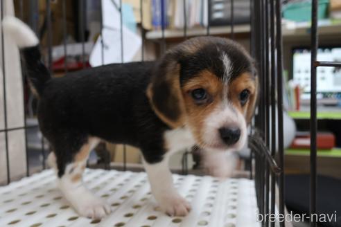 成約済の長崎県のビーグル-201758の3枚目