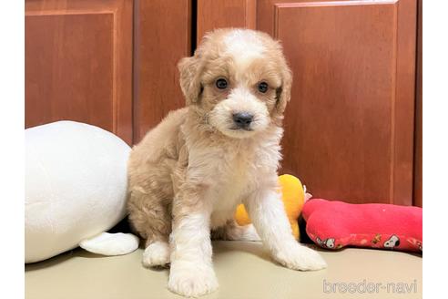 成約済の茨城県のミックス犬-200628の1枚目