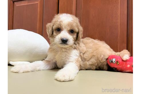 成約済の茨城県のミックス犬-200628の2枚目