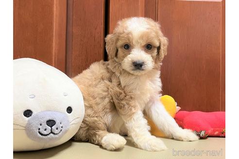 成約済の茨城県のミックス犬-200628の3枚目