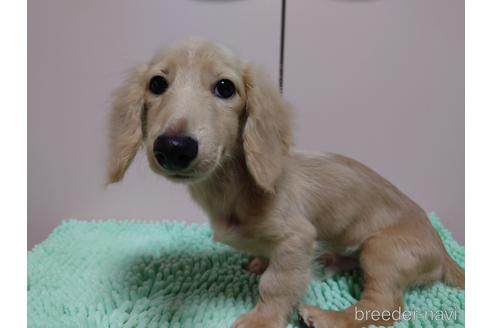 成約済の広島県のカニンヘンダックスフンド(ロングヘアード)-187792の1枚目