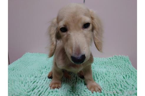 成約済の広島県のカニンヘンダックスフンド(ロングヘアード)-187792の4枚目