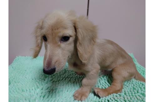 成約済の広島県のカニンヘンダックスフンド(ロングヘアード)-187792の3枚目