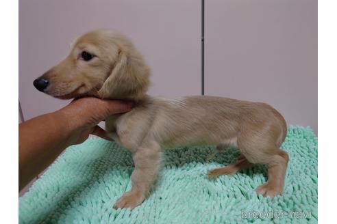 成約済の広島県のカニンヘンダックスフンド(ロングヘアード)-187792の2枚目