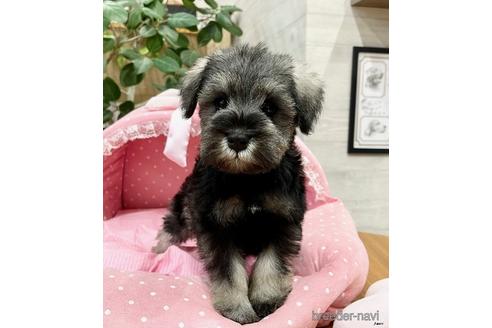 成約済の大阪府のミニチュアシュナウザー-201805の3枚目