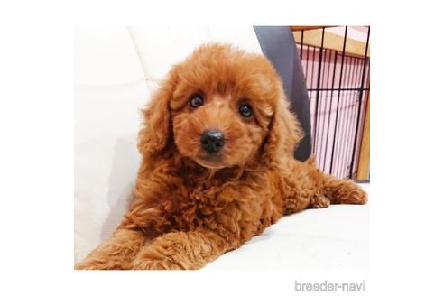 成約済の静岡県のミックス犬-201827の5枚目
