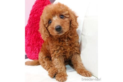 成約済の静岡県のミックス犬-201827の4枚目
