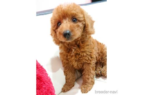 成約済の静岡県のミックス犬-201827の3枚目