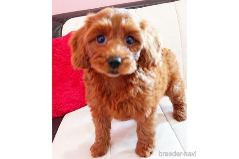 成約済の静岡県のミックス犬-201831の5枚目