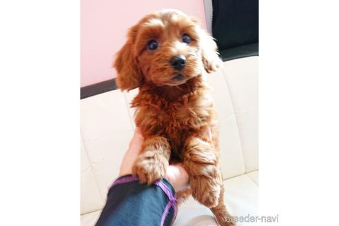 成約済の静岡県のミックス犬-201831の4枚目
