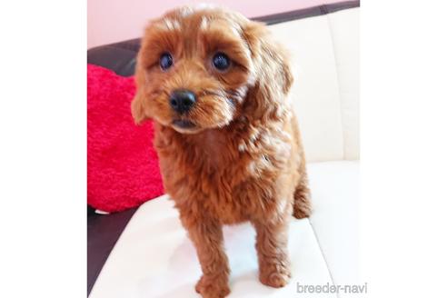 成約済の静岡県のミックス犬-201831の3枚目