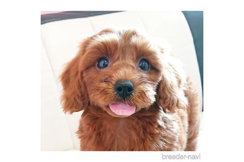 成約済の静岡県のミックス犬-201831の2枚目
