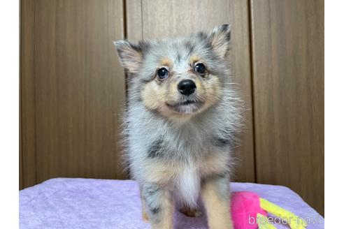 成約済の新潟県のミックス犬-196467の5枚目