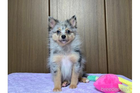 成約済の新潟県のミックス犬-196467の1枚目