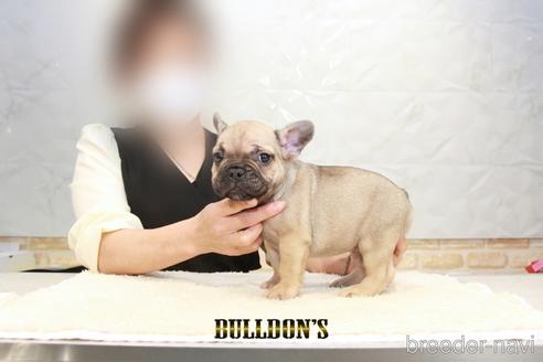 成約済の東京都のフレンチブルドッグ-201840の3枚目