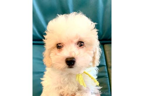 成約済の東京都のミックス犬-192324の19枚目