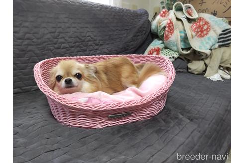 たわしちゃん1枚目