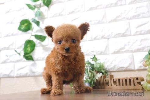 成約済の滋賀県のトイプードル-199141の1枚目