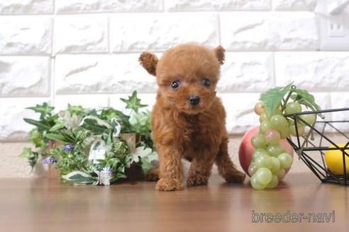 成約済の滋賀県のトイプードル-199141の4枚目