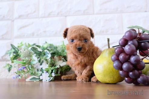 成約済の滋賀県のトイプードル-199141の3枚目