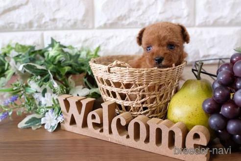 成約済の滋賀県のトイプードル-199141の2枚目