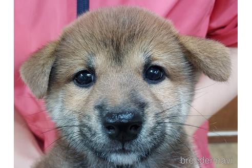 成約済の山口県の柴犬-197205の1枚目