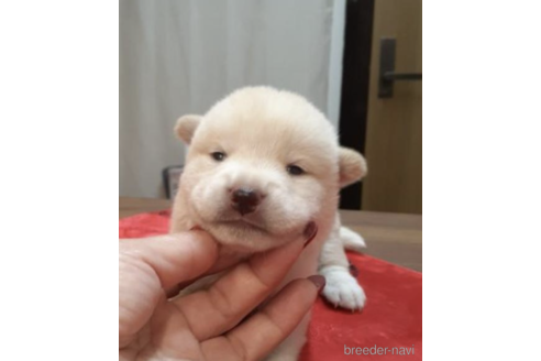 成約済の富山県の柴犬-202064の2枚目