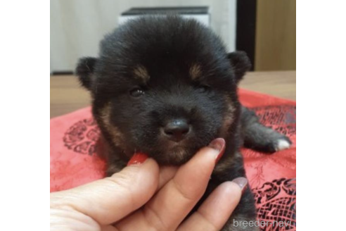 成約済の富山県の柴犬-202066の1枚目