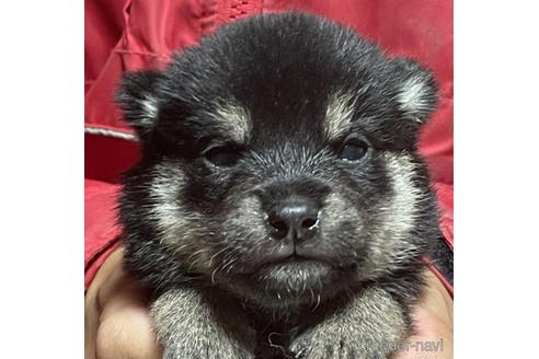 成約済の千葉県の柴犬-202092の1枚目