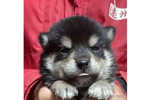 成約済の千葉県の柴犬-202093の1枚目