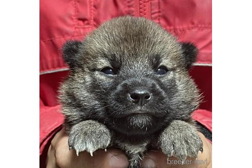 成約済の千葉県の柴犬-202096の1枚目