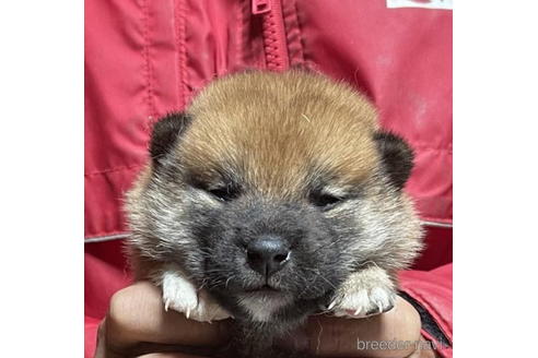 成約済の千葉県の柴犬-202100の1枚目