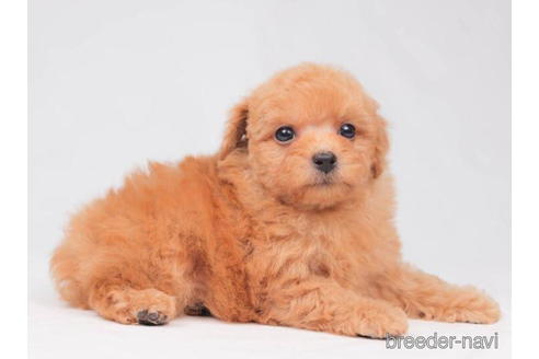 成約済の東京都のトイプードル-202106の4枚目