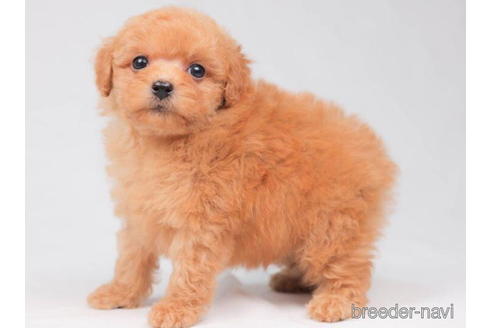 成約済の東京都のトイプードル-202106の3枚目