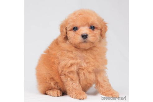 成約済の東京都のトイプードル-202106の2枚目