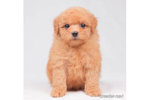 成約済の東京都のトイプードル-202106の1枚目