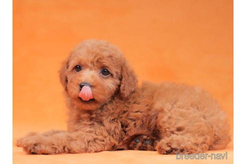 成約済の東京都のトイプードル-202113の4枚目