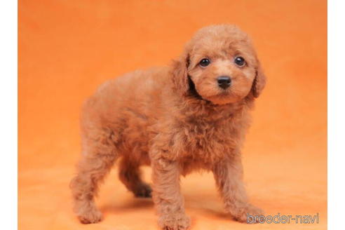 成約済の東京都のトイプードル-202113の3枚目